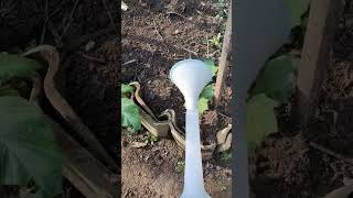 Trichoderma Aplication for Plants || Aplikasi Jamur Trichoderma