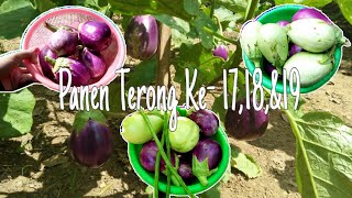 Eps. 38 Gardening || Panen Terong Ke-17, 18, & 19 Kalii 😍