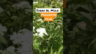 surah Al Mulk pengantar tidur #murottal #merdu#virslshorts