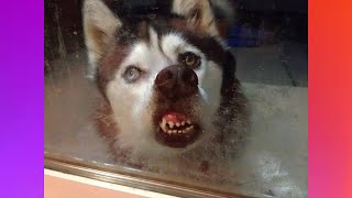 【FUNNY VIDEO】TRY NOT TO LAUGH (DOGS, CATS AND ANIMALS) #10