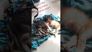 kesepian nunggu emak lagi kerja #anak  #kucinganggora #kucinglucu #kucingimut #kucing #kucingpersia