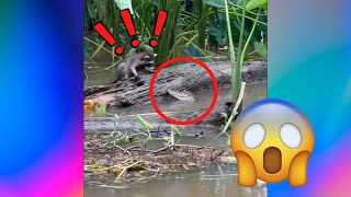 THIS RACOON GOT ALMOST EATEN BY AN ALLIGATOR😱