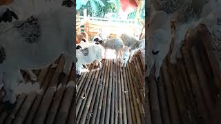 ternak kambing domba Garut untuk akikah anak #shorts