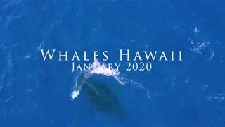 Whales Hawaii January 2020: DJI Mavic Pro