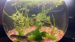 Yabbies Feeding Time with Boiled Celery