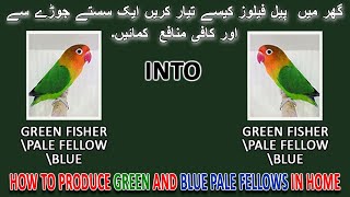 گھر میں  پیل فیلوز کیسے تیار کریں | HOW TO PRODUCE PALE FELLOW'S AT HOME IN VERY CHEAP $ | AAB INFO