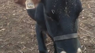 Cow Video By Request.