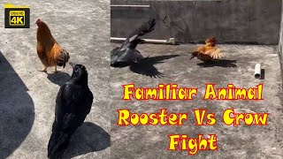 Familiar Animal Sounds Rooster Vs Crow Fight at Roof