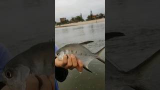 Pampo Malhado pego na varinha de mão (Boca da Barra - itanhaem)🎣 isca: camarão