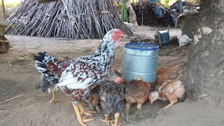 Muitos Pintinhos Raciados de Ameraucana, Sura, Frisado, Nanicão, Índio Gigante e Brahma.