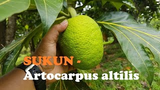 SUKUN, Artocarpus altilis, Budidaya dan Berkebun Sukun