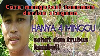 Penyebab tanaman durian stagnan!!  Ini solusi nya