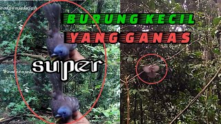 JELAJAH KAHICAP RANTING BURUNG KECIL YANG GANAS