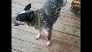 Found - Blue Heeler Mix in Kemah, Texas Looking for a good home