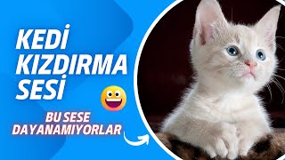 Kedi Kızdırma Sesi  | Dişi Kedi Kur Sesi  | Angry Cat Sound | Cat Courtship Sound | Cat Glow Sound