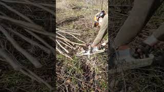 Cutting a hazel coppice stool low