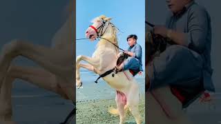 wow just watch the jump of horse ###