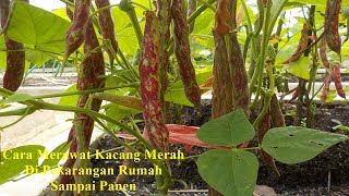 Cara merawat tanaman kacang merah sampai panen di pekarangan rumah