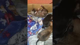 hermosos cachorritos🥰🥰🥰