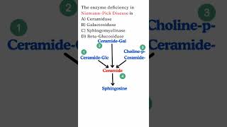 #NEETPG #Biochemistry MCQ | Sphingolipidoses | Niemann-Pick disease | Gaucher's disease