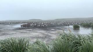 King Penguin - 1 |  Salisbury Plain | South Georgia Island