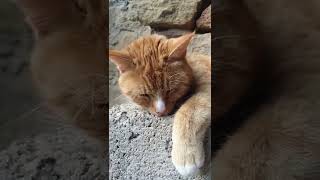 Cat is sleeping