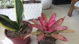 UNBOXING SANSEVIERIA DAN BROMELIA YANG BARU DIBELI