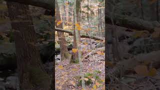 Hike in the Forrest, chill by stream. 70's rock song! #nature #viralvideo