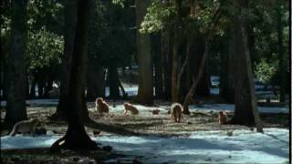 Snow monkeys in Africa - The Barbary Macaque