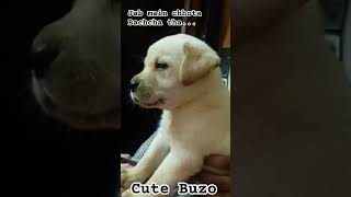 jab main chhota bachcha tha... #buzothelabrador #labrador #shorts