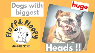 Dogs with Biggest heads1! #AmericanBully #EnglishBulldog #Shorts