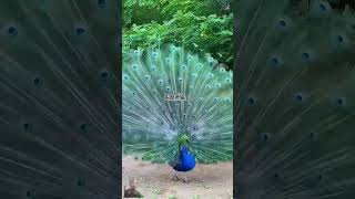 #peacock #birds #nature #peacocklove #love #peacocklovers #birdlovers #peacocking #art