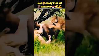 Lion🦁attacks antelope🦌 | bull vs lion | lion vs wildbeest | @Wildshikaari007 | #shorts #wild