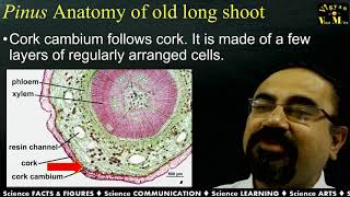 02.2  Pinus long shoot and dwarf shoot Anatomy with Gujarati narration