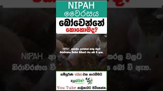 NIPAH | නිපා වෛරසය |Covid 19 වලට වඩා භයානක Nipah වෛරසය | MLTAnushika Perera #nipahvirus #nipah#නිපා2