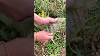 ALOE VERA CUTTING AND GEL REMOVING||#faceglow#aloevera#aloeverabenefits#aloeverafacepack#aloeveragel