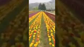 Kashmir Tulip garden#kashmir #tulips