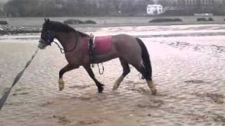 Lewi in the sea