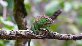 Chameleon is eating an insect. Madagascar.