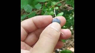 Deerberries Are Getting Ripe