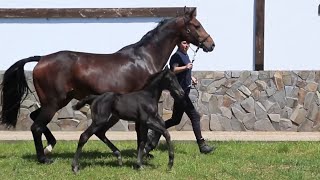 For sale! mare Geneva SV by Glamourdale - For Romance l, *2024, Oldenburg, dressage