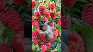 #frutas de foto #viral #shorts #entrei na brincadeira #pandora