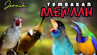 🔴MASTERAN MEWAH DI GANTANGAN || KAPAS TEMBAK || CILILIN || TENGKEK BUTO || CILILIN ||VIDEO FULL JEDA