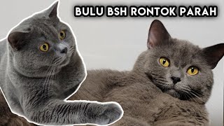 Blue British Shorthair Cat  - enjoy shower