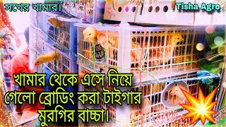 খমার থেকে এসে নিয়ে গেলো ব্রোডিং করা টাইগার মুরগির বাচ্চা 😊 / Village farming vlog video / Tisha Agro