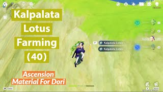 Kalpalata Lotus Location - 40+ Kalpalata Lotus Farming - Ascension material for Dori