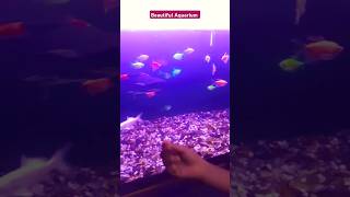 Beautiful Aquarium #shorts #short #youtubeshorts #shortsvideo #subscribe #viralshort #instagram #4k