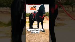 Oxirigacha koring #horse #sevishganlarsuhbati #animals #rekda #cat #rekuzbek #funny #uzb #cute