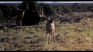 Giant Mule Deer trail cam footage of buck taken with MuleyCrazy