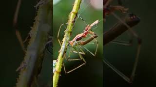 Stretch spider with prey #youtube #reels #shorts